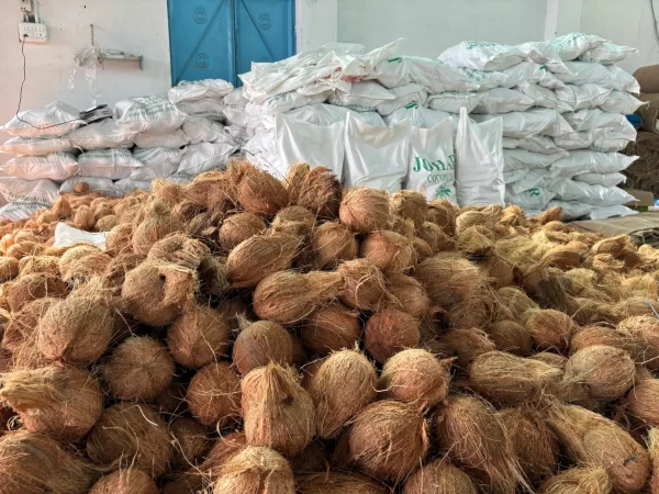 Coconut Buyer from Tirunelveli for Export